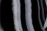 Banded onyx with black and white layers